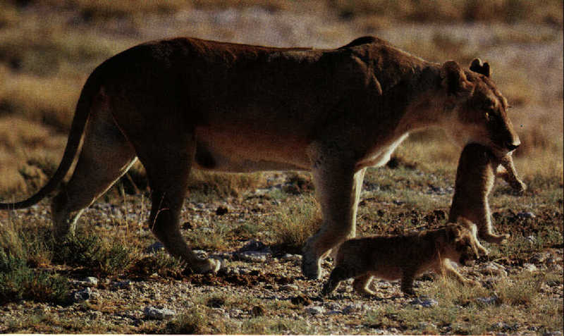 African lion (Panthera leo) {!--아프리카사자 모자--> - mother carrying cub in mouth; DISPLAY FULL IMAGE.