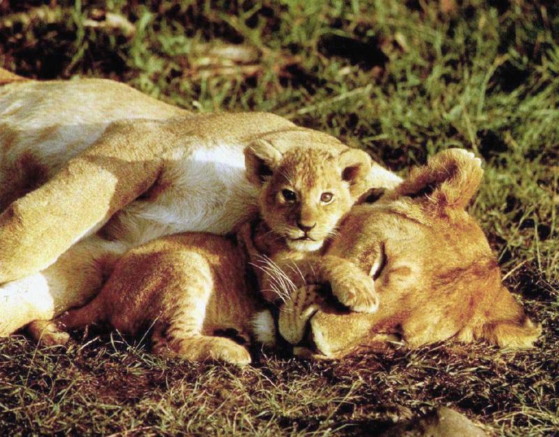African lion (Panthera leo) {!--아프리카사자 모자--> - mother and cub; DISPLAY FULL IMAGE.