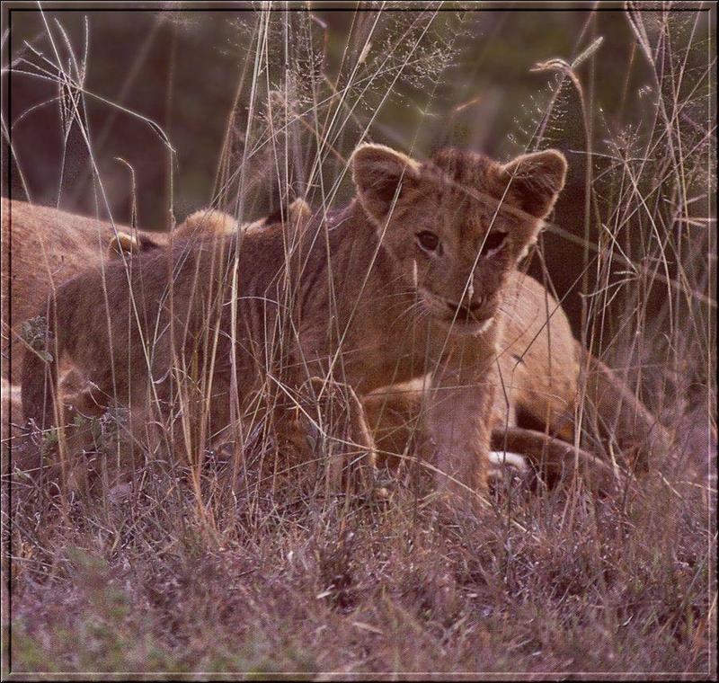 African lion (Panthera leo) {!--아프리카사자 모자--> cub; DISPLAY FULL IMAGE.