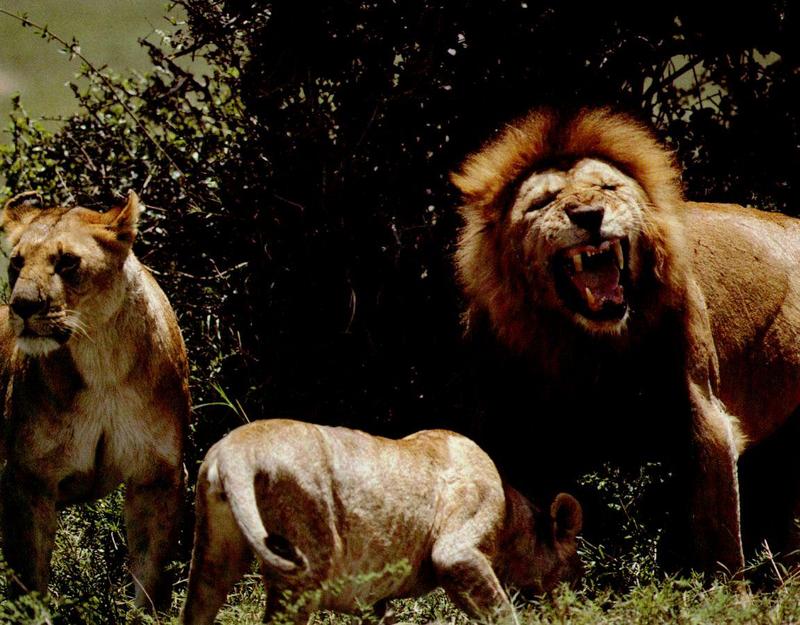 African lion (Panthera leo) {!--아프리카사자--> family; DISPLAY FULL IMAGE.