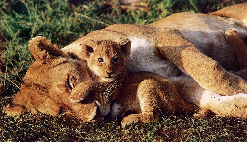 African lion (Panthera leo) {!--아프리카사자--> mother and cub; DISPLAY FULL IMAGE.