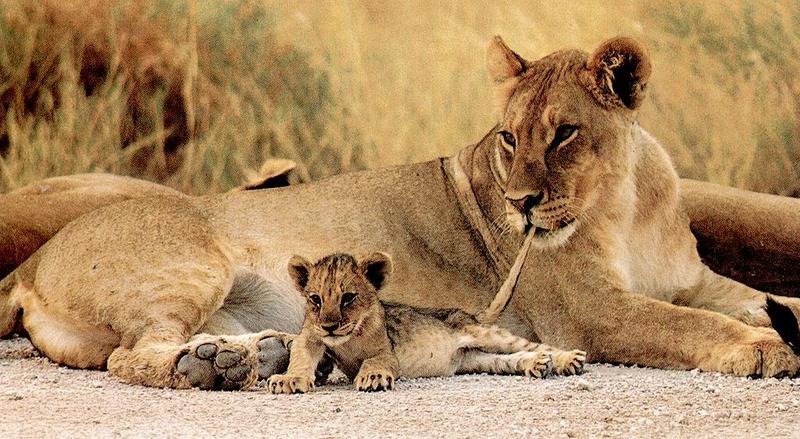 African lion (Panthera leo) {!--아프리카사자--> mother and cub; DISPLAY FULL IMAGE.