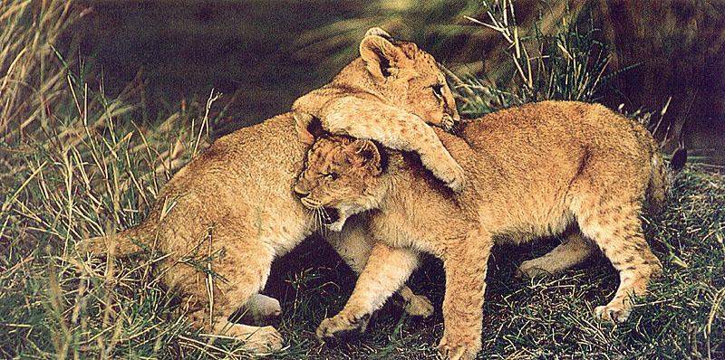 African lion (Panthera leo) {!--아프리카사자--> cubs; DISPLAY FULL IMAGE.