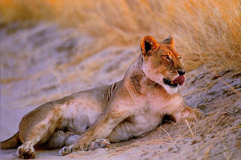 African lion (Panthera leo) {!--아프리카사자, 암사자--> : lioness; DISPLAY FULL IMAGE.