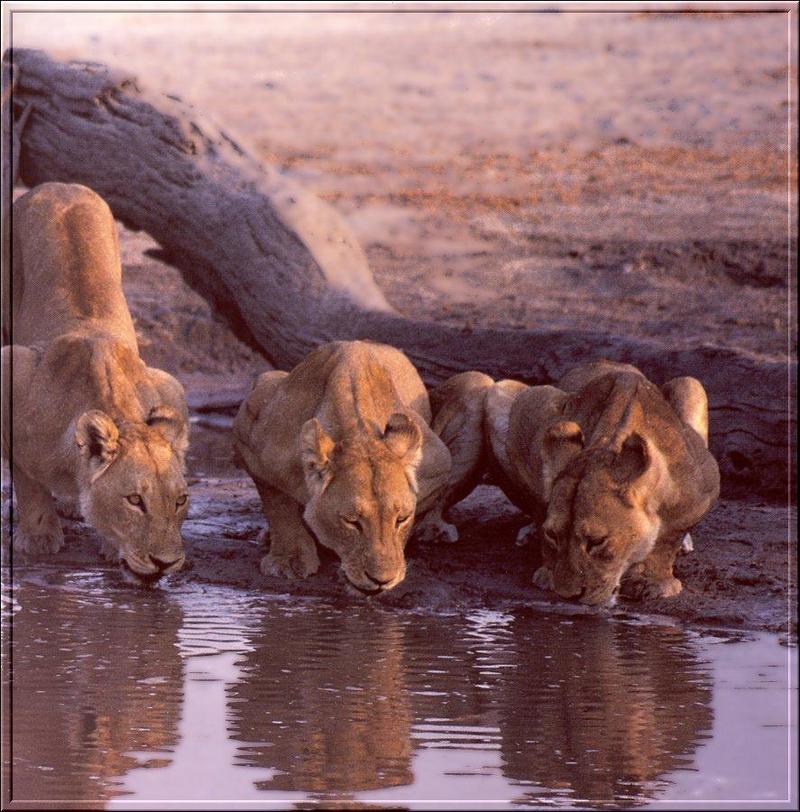 African lion (Panthera leo) {!--아프리카사자, 암사자--> : lioness lapping water; DISPLAY FULL IMAGE.