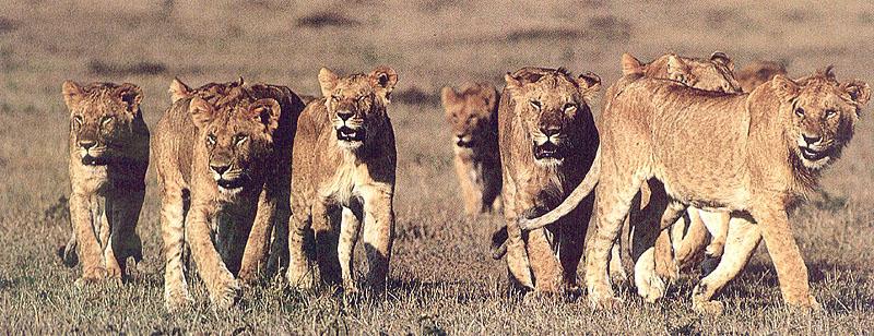 African lion (Panthera leo) {!--아프리카사자, 암사자--> : lioness pack; DISPLAY FULL IMAGE.