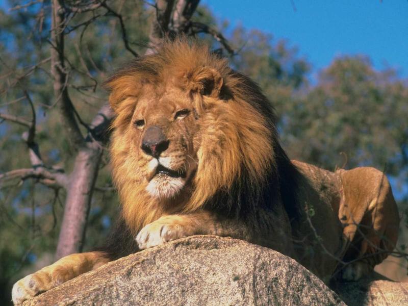 African lion (Panthera leo) {!--아프리카사자, 숫사자--> male; DISPLAY FULL IMAGE.