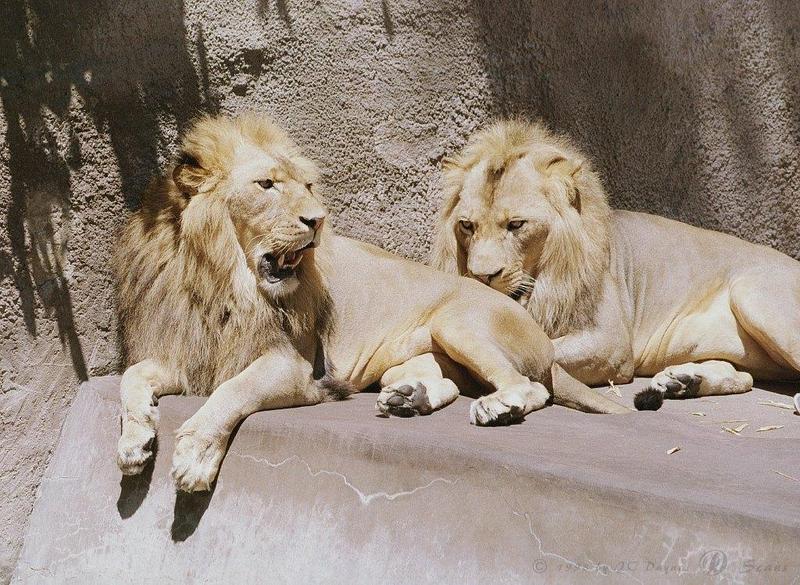 African lion (Panthera leo) {!--아프리카사자, 숫사자--> males; DISPLAY FULL IMAGE.