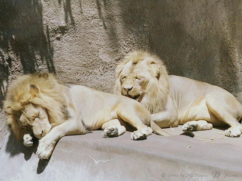 African lion (Panthera leo) {!--아프리카사자, 숫사자--> males; DISPLAY FULL IMAGE.