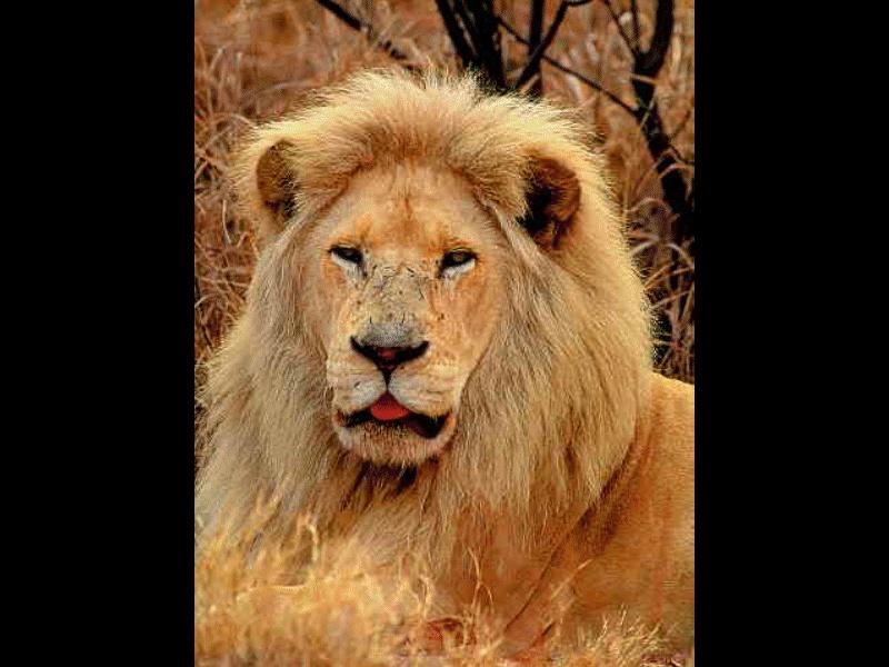 African lion (Panthera leo) {!--아프리카사자, 숫사자--> male face; DISPLAY FULL IMAGE.