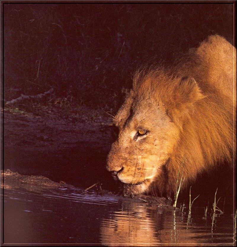 African lion (Panthera leo) {!--아프리카사자, 숫사자--> male lapping water; DISPLAY FULL IMAGE.