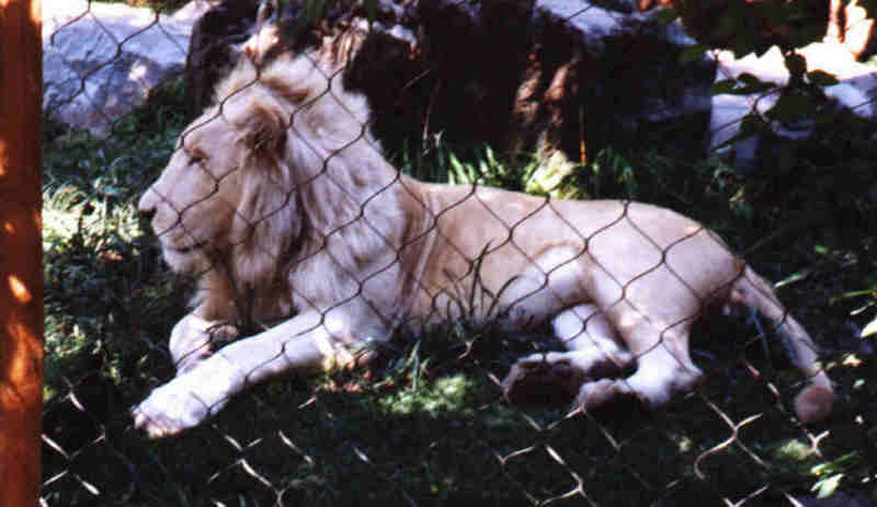 African lion (Panthera leo) {!--아프리카사자, 백사자--> - white lion; DISPLAY FULL IMAGE.