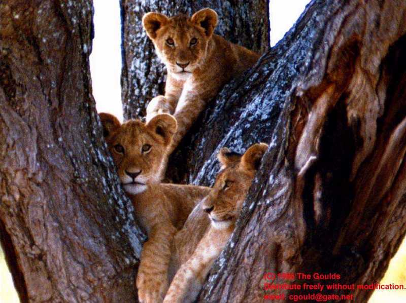 African lion (Panthera leo) {!--아프리카사자, 새끼--> cubs on tree; DISPLAY FULL IMAGE.