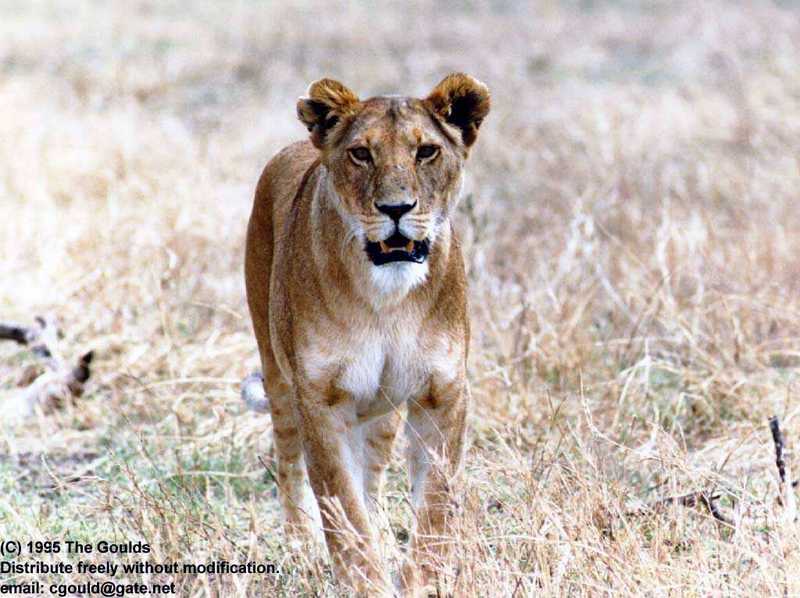 African lion (Panthera leo) {!--아프리카사자, 암사자--> lioness pacing; DISPLAY FULL IMAGE.