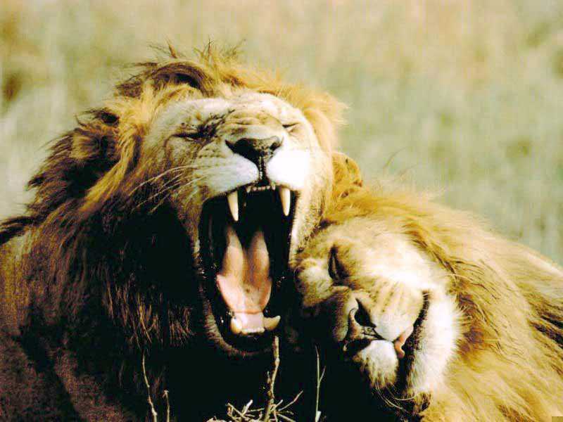 African lion (Panthera leo) {!--아프리카사자--> two sleepy males; DISPLAY FULL IMAGE.