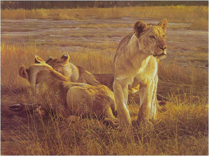 [Animal Art] African lion (Panthera leo) {!--아프리카사자--> - 'Feeding at dawn' by Robert Bateman; DISPLAY FULL IMAGE.