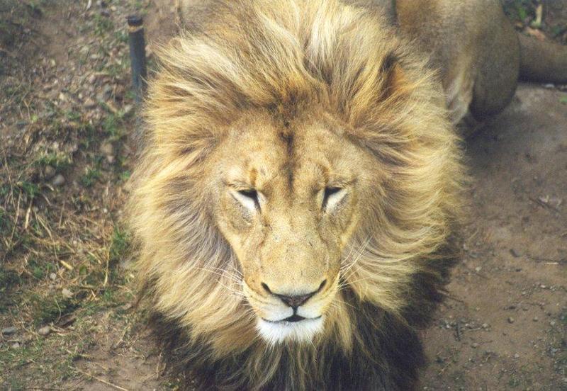 African lion (Panthera leo) {!--아프리카사자--> male face; DISPLAY FULL IMAGE.