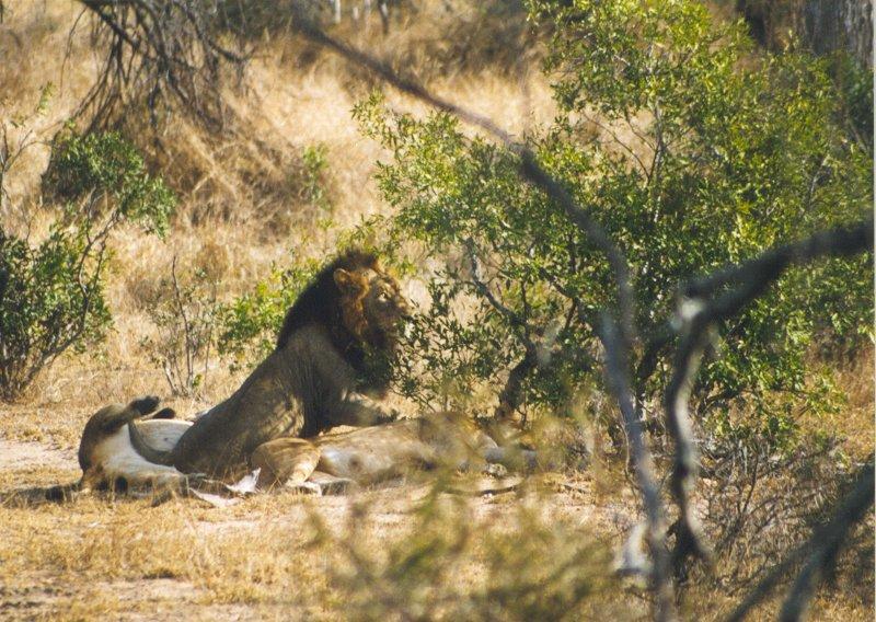 African lion (Panthera leo) {!--아프리카사자-->: lions in bush; DISPLAY FULL IMAGE.