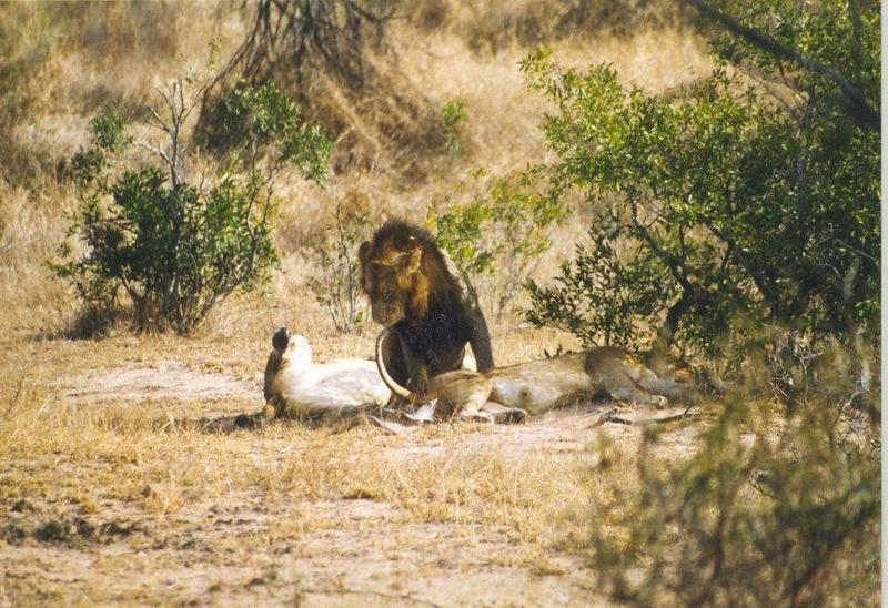 African lion (Panthera leo) {!--아프리카사자-->: lions in bush; DISPLAY FULL IMAGE.