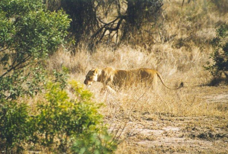 African lion (Panthera leo) {!--아프리카사자-->: lioness pacing; DISPLAY FULL IMAGE.