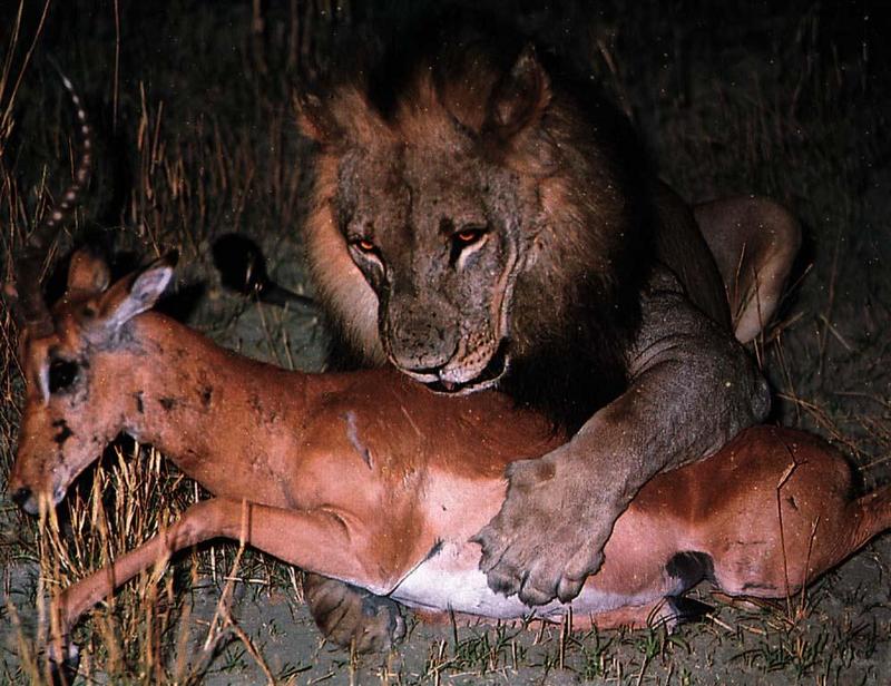 African lion (Panthera leo) {!--아프리카사자--> male kills impala; DISPLAY FULL IMAGE.