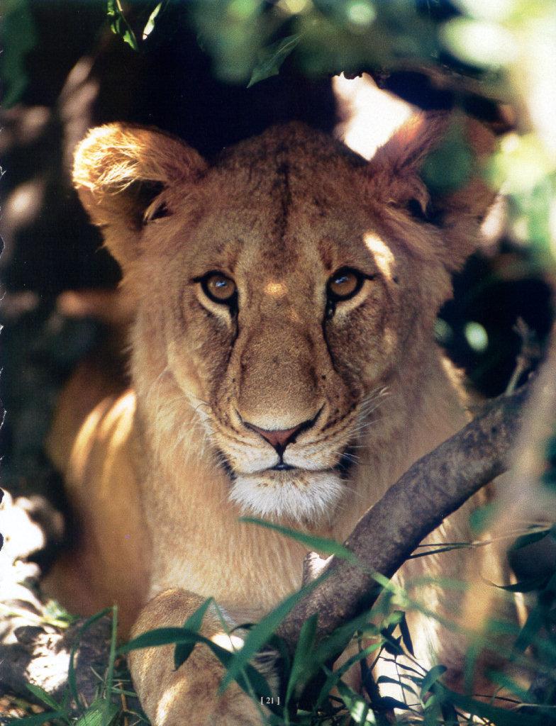 African lion (Panthera leo) {!--아프리카사자--> lioness; DISPLAY FULL IMAGE.
