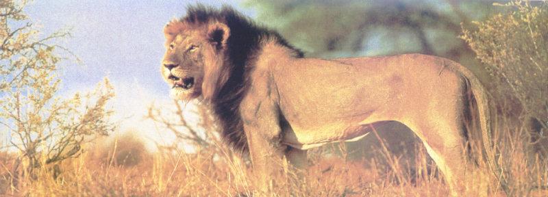 African lion (Panthera leo) {!--아프리카사자--> male; DISPLAY FULL IMAGE.