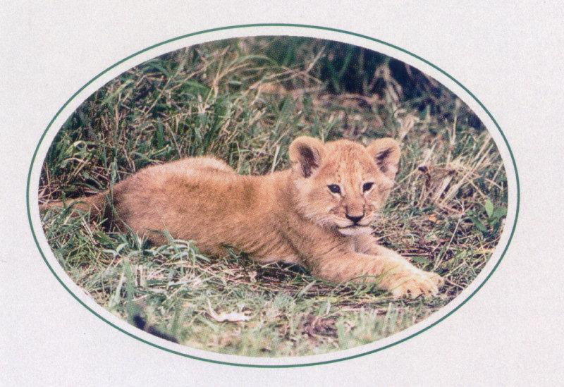 African lion (Panthera leo) {!--아프리카사자--> cub; DISPLAY FULL IMAGE.