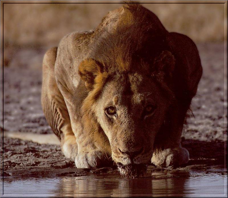 African lion (Panthera leo) {!--아프리카사자--> young male drinking water; DISPLAY FULL IMAGE.