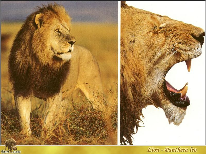 African lion (Panthera leo) {!--아프리카사자--> male; DISPLAY FULL IMAGE.