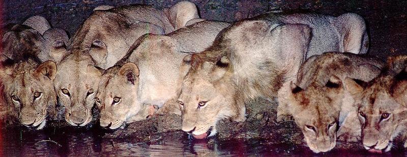 African lion (Panthera leo) {!--아프리카사자--> pack lapping water; DISPLAY FULL IMAGE.