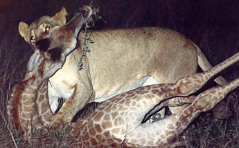 African lion (Panthera leo) {!--아프리카사자--> lioness killing baby giraffe; DISPLAY FULL IMAGE.