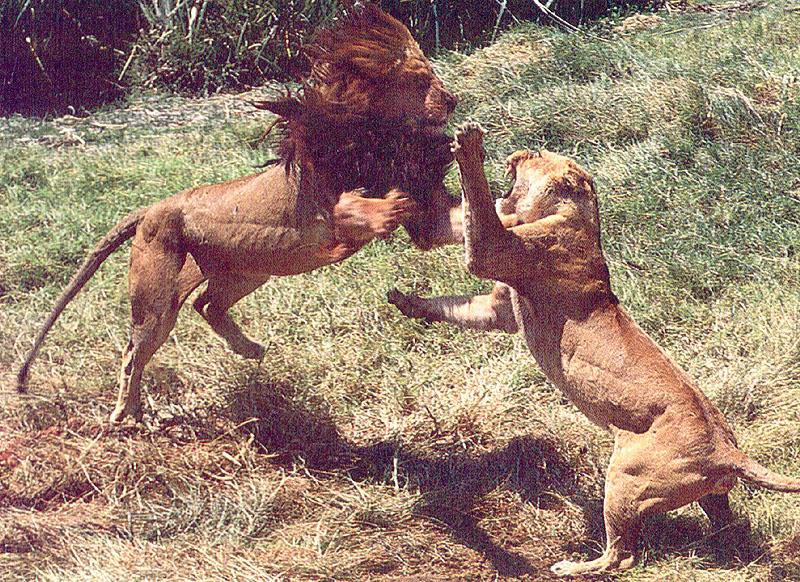 African lion (Panthera leo) {!--아프리카사자--> fighting pair; DISPLAY FULL IMAGE.