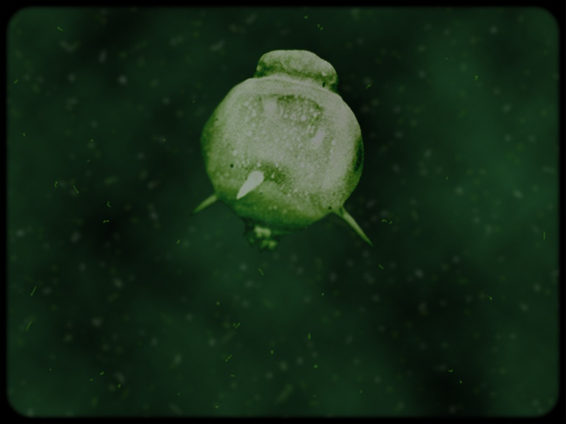 Underwater Microorganism - Dinoflagellate; DISPLAY FULL IMAGE.