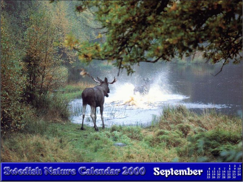 European Moose (Alces alces) {!--말코손바닥사슴, 무스--> calendar; DISPLAY FULL IMAGE.