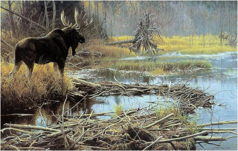 [Animal Art] Moose (Alces alces) {!--말코손바닥사슴, 무스--> bull by Robert Bateman; DISPLAY FULL IMAGE.