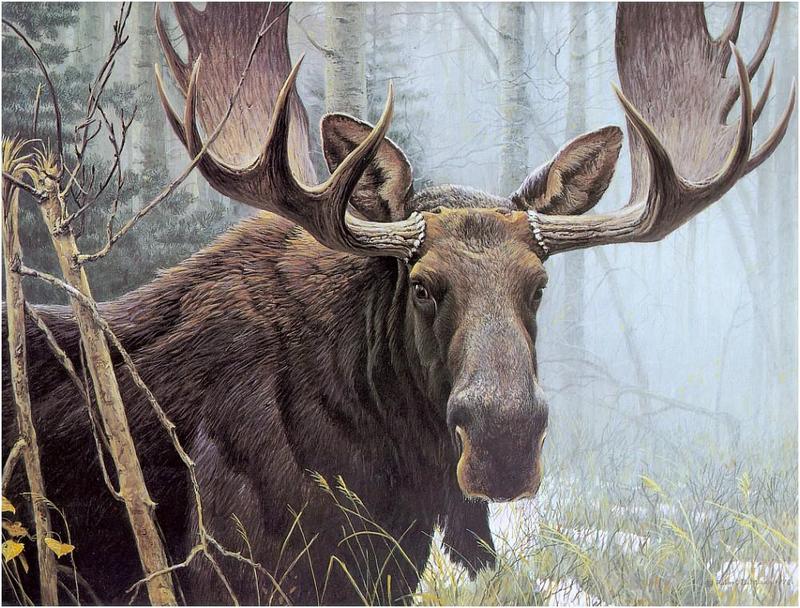 [Animal Art] Moose (Alces alces) {!--말코손바닥사슴, 무스--> bull by Robert Bateman; DISPLAY FULL IMAGE.