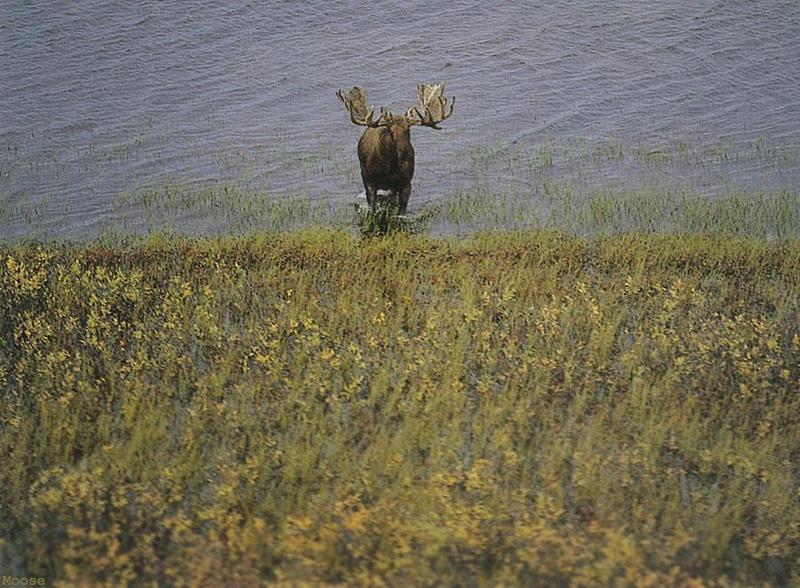 American Moose (Alces alces) {!--말코손바닥사슴, 무스--> - Canadian Arctic; DISPLAY FULL IMAGE.