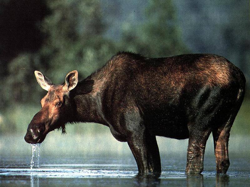 Moose (Alces alces) {!--말코손바닥사슴, 무스--> female; DISPLAY FULL IMAGE.