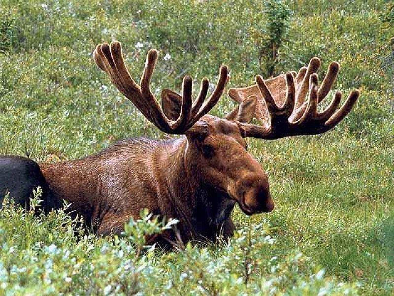 European Moose (Alces alces) {!--말코손바닥사슴, 무스--> bull; DISPLAY FULL IMAGE.
