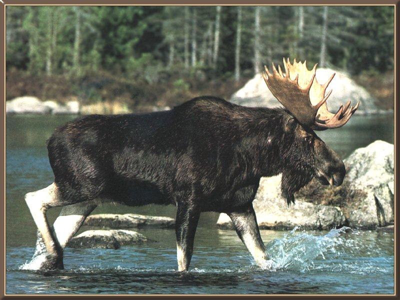 Moose (Alces alces) {!--말코손바닥사슴, 무스--> bull crossing stream; DISPLAY FULL IMAGE.