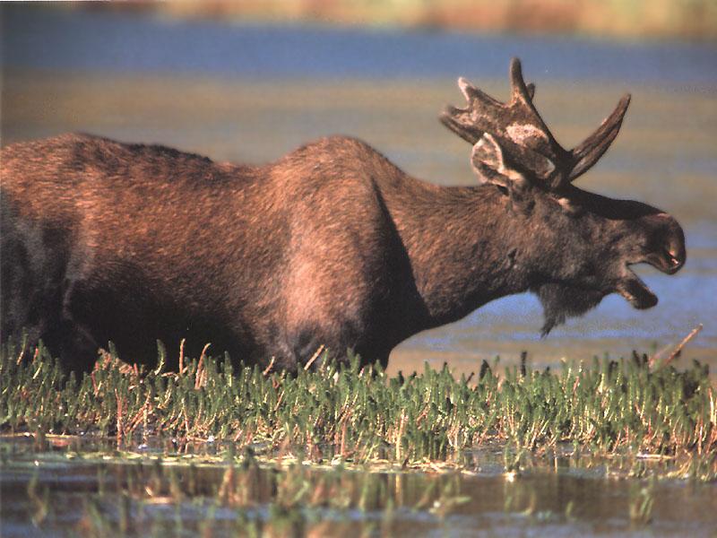 Moose (Alces alces) {!--말코손바닥사슴, 무스--> bull in swamp; DISPLAY FULL IMAGE.
