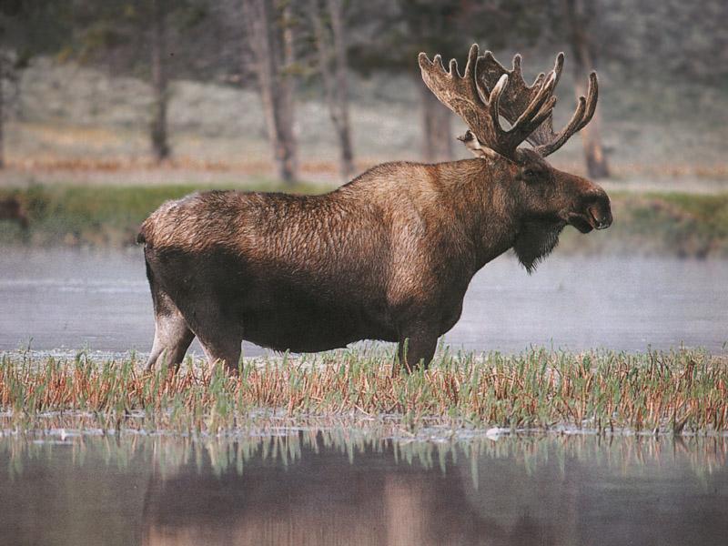 Moose (Alces alces) {!--말코손바닥사슴, 무스--> bull in swamp; DISPLAY FULL IMAGE.