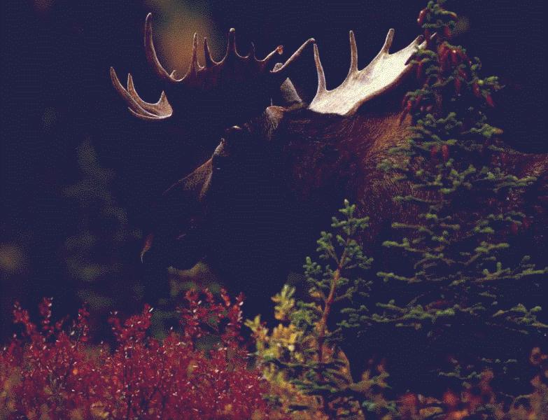 Moose (Alces alces) {!--말코손바닥사슴, 무스--> bull; DISPLAY FULL IMAGE.