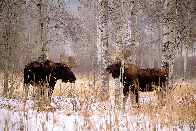 Moose (Alces alces) {!--말코손바닥사슴, 무스--> bulls confronting; DISPLAY FULL IMAGE.