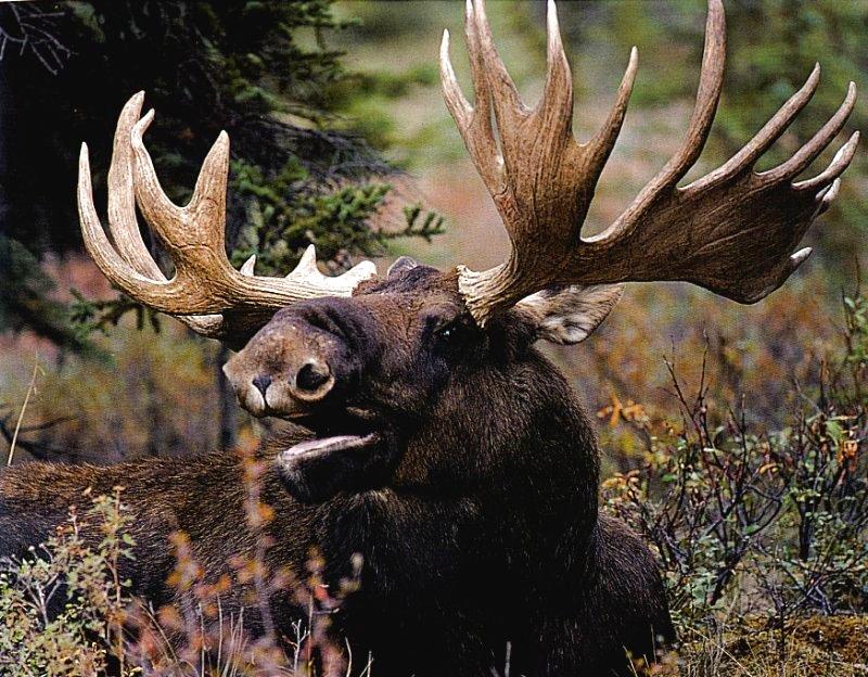 European Moose (Alces alces) {!--말코손바닥사슴, 무스--> face; DISPLAY FULL IMAGE.