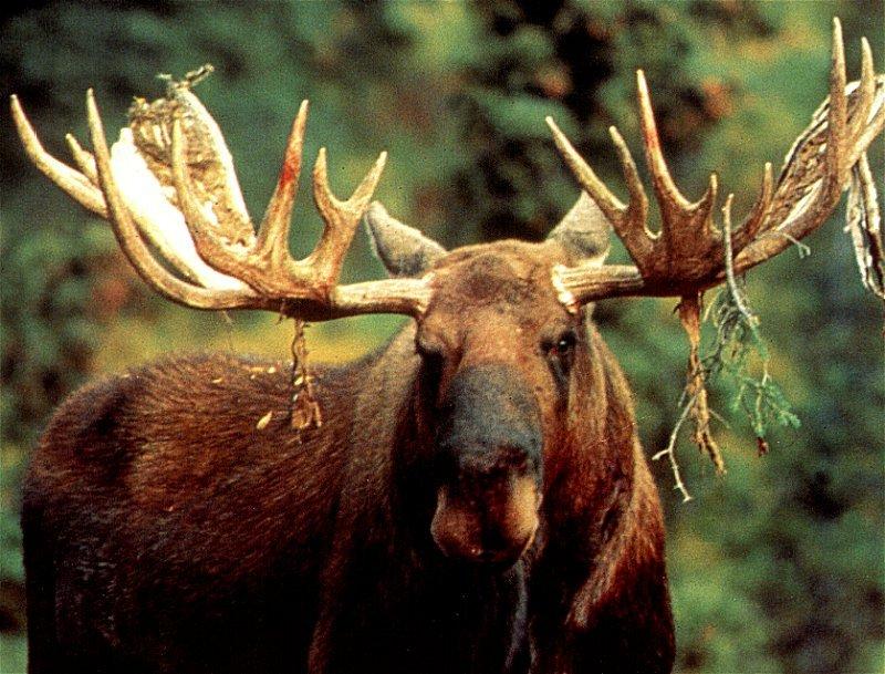 European Moose (Alces alces) {!--말코손바닥사슴, 무스--> face; DISPLAY FULL IMAGE.