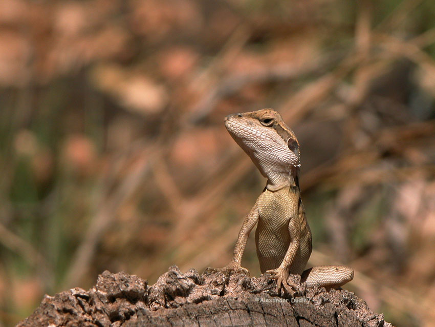 Tata Lizard, Lophognathus gilberti; DISPLAY FULL IMAGE.