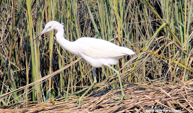 Immature Little Blue Heron (white phase); DISPLAY FULL IMAGE.