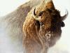 North American Bison (Painting)